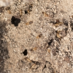 Nasutitermes exitiosus (Snouted termite, Gluegun termite) at Bruce, ACT - 22 Jul 2021 by AlisonMilton