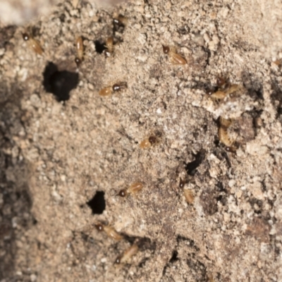 Unidentified Termite (superfamily Termitoidea) at Bruce, ACT - 22 Jul 2021 by AlisonMilton