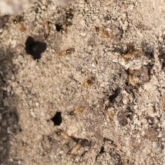 Nasutitermes sp. (genus) at Bruce Ridge - 22 Jul 2021 by AlisonMilton