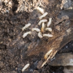 Coptotermes sp. (genus) at Bruce, ACT - 22 Jul 2021 by AlisonMilton