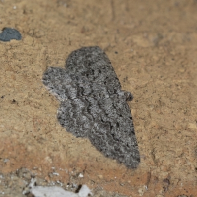 Psilosticha absorpta (Fine-waved Bark Moth) at Higgins, ACT - 31 Jul 2021 by AlisonMilton