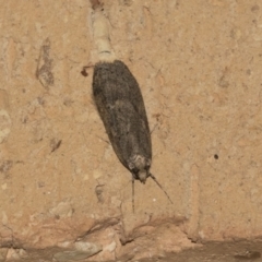 Oecophoridae (family) (Unidentified Oecophorid concealer moth) at Higgins, ACT - 1 Aug 2021 by AlisonMilton