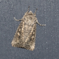 Dasygaster padockina (Tasmanian Cutworm) at Higgins, ACT - 12 Jul 2021 by AlisonMilton