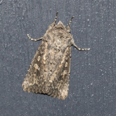 Unidentified Noctuoid moth (except Arctiinae) at Higgins, ACT - 12 Jul 2021 by AlisonMilton