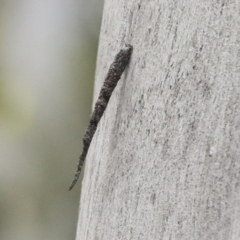 Conoeca guildingi (A case moth) at Kambah, ACT - 3 Aug 2021 by AlisonMilton