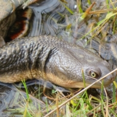 Chelodina longicollis (Eastern Long-necked Turtle) at Namadgi National Park - 1 Aug 2021 by Christine