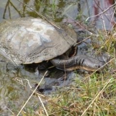 Chelodina longicollis at Booth, ACT - 1 Aug 2021 12:57 PM