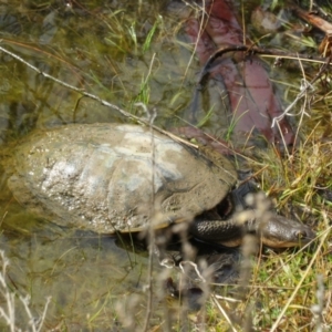 Chelodina longicollis at Booth, ACT - 1 Aug 2021 12:57 PM