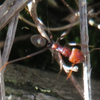 Iridomyrmex purpureus (Meat Ant) at Downer, ACT - 30 Jul 2021 by Christine