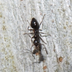 Myrmecorhynchus emeryi (Possum Ant) at Bruce, ACT - 30 Jul 2021 by Christine