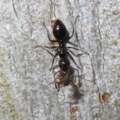 Myrmecorhynchus emeryi at Bruce, ACT - 30 Jul 2021 02:25 PM