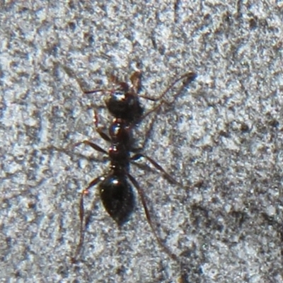 Myrmecorhynchus emeryi (Possum Ant) at Downer, ACT - 30 Jul 2021 by Christine
