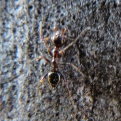 Myrmecorhynchus emeryi at Downer, ACT - 30 Jul 2021 02:54 PM