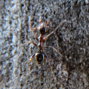 Myrmecorhynchus emeryi at Downer, ACT - 30 Jul 2021 02:54 PM