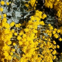 Acacia baileyana (Cootamundra Wattle, Golden Mimosa) at Cook, ACT - 3 Aug 2021 by drakes