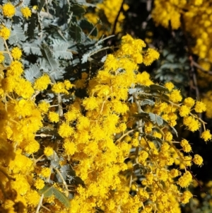 Acacia baileyana at Cook, ACT - 3 Aug 2021