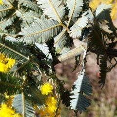 Acacia baileyana at Cook, ACT - 3 Aug 2021 09:47 AM