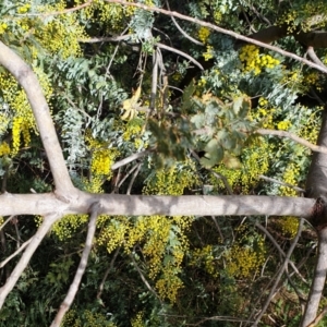 Acacia baileyana at Cook, ACT - 3 Aug 2021 09:47 AM