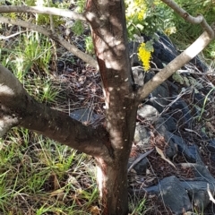 Acacia baileyana at Cook, ACT - 3 Aug 2021 09:47 AM