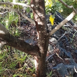 Acacia baileyana at Cook, ACT - 3 Aug 2021