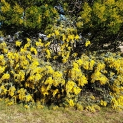 Acacia baileyana at Cook, ACT - 3 Aug 2021 09:47 AM