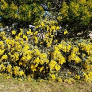 Acacia baileyana at Cook, ACT - 3 Aug 2021