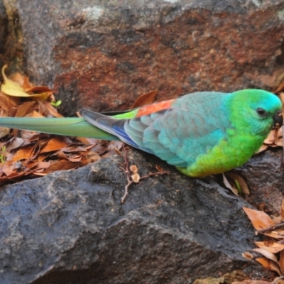 Psephotus haematonotus (Red-rumped Parrot) at Stirling, ACT - 20 Jul 2021 by Harrisi