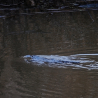 Ornithorhynchus anatinus (Platypus) at Jerrabomberra Wetlands - 2 Aug 2021 by Harrisi