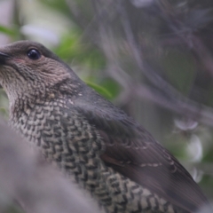 Ptilonorhynchus violaceus (Satin Bowerbird) at Stirling, ACT - 29 Jul 2021 by Harrisi