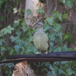 Ptilonorhynchus violaceus at Stirling, ACT - 29 Jul 2021