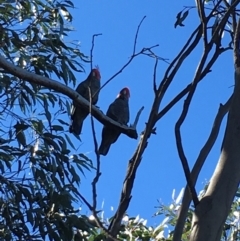 Callocephalon fimbriatum (Gang-gang Cockatoo) at Paddys River, ACT - 3 Aug 2021 by RyanW