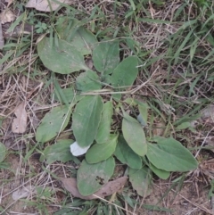 Cymbonotus sp. (preissianus or lawsonianus) (Bears Ears) at Flea Bog Flat, Bruce - 11 Apr 2021 by michaelb