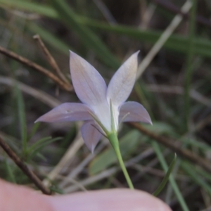 Wahlenbergia luteola at Bruce, ACT - 11 Apr 2021