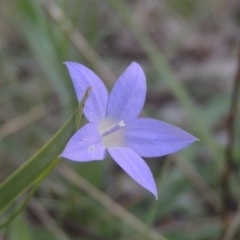 Wahlenbergia luteola at Bruce, ACT - 11 Apr 2021
