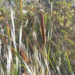 Typha orientalis (Broad-leaved Cumbumgi) at Bruce, ACT - 11 Apr 2021 by MichaelBedingfield