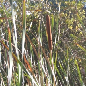 Typha orientalis at Bruce, ACT - 11 Apr 2021 04:06 PM