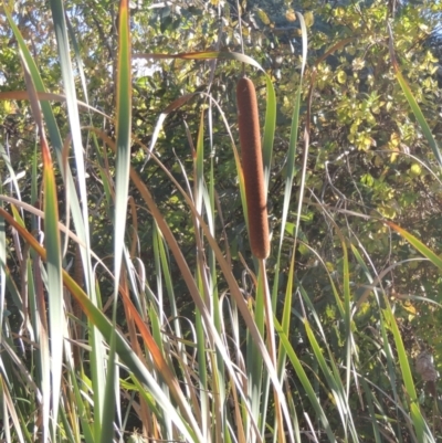 Typha orientalis (Broad-leaved Cumbumgi) at Bruce Ridge to Gossan Hill - 11 Apr 2021 by michaelb