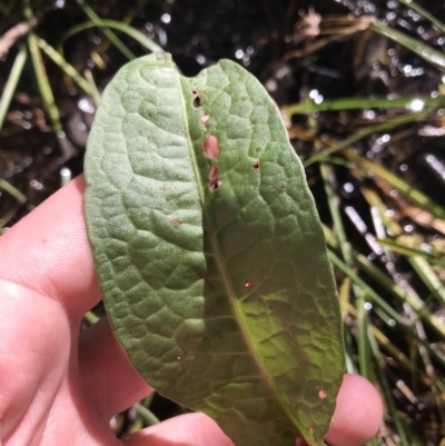 Rumex sp. (A Dock) at Red Hill Nature Reserve - 31 Jul 2021 by Tapirlord