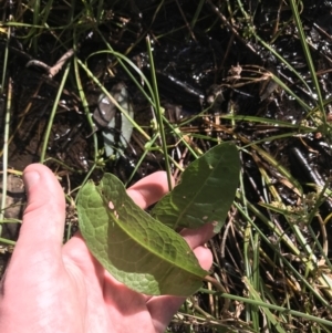 Rumex sp. at Deakin, ACT - 31 Jul 2021 01:39 PM