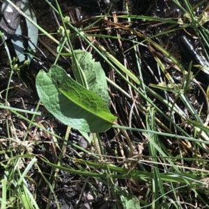 Rumex sp. at Deakin, ACT - 31 Jul 2021 01:39 PM