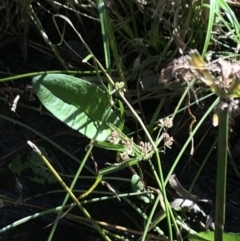 Rumex sp. at Deakin, ACT - 31 Jul 2021