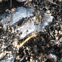 Lithobiomorpha (order) (Unidentified stone centipede) at Red Hill Nature Reserve - 31 Jul 2021 by Tapirlord