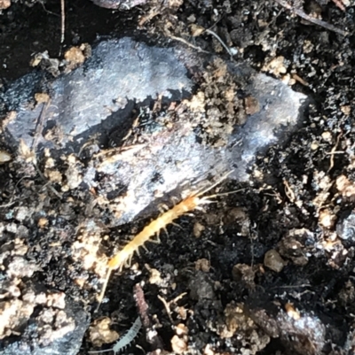 Lithobiomorpha (order) (Unidentified stone centipede) at Red Hill Nature Reserve - 31 Jul 2021 by Tapirlord