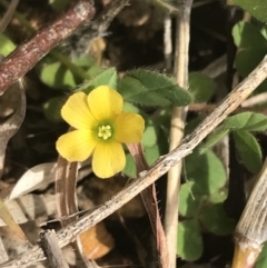 Oxalis sp. (Wood Sorrel) at Deakin, ACT - 31 Jul 2021 by Tapirlord