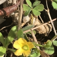 Oxalis sp. at Deakin, ACT - 31 Jul 2021