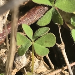 Oxalis sp. at Deakin, ACT - 31 Jul 2021