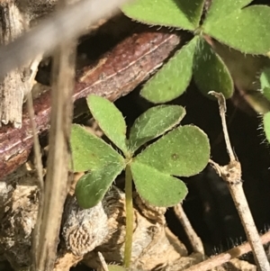 Oxalis sp. at Deakin, ACT - 31 Jul 2021