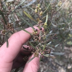 Dodonaea viscosa subsp. angustissima (Hop Bush) at Deakin, ACT - 31 Jul 2021 by Tapirlord
