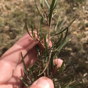 Dodonaea viscosa subsp. angustissima at Deakin, ACT - 31 Jul 2021 01:51 PM