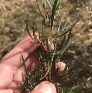 Dodonaea viscosa subsp. angustissima at Deakin, ACT - 31 Jul 2021